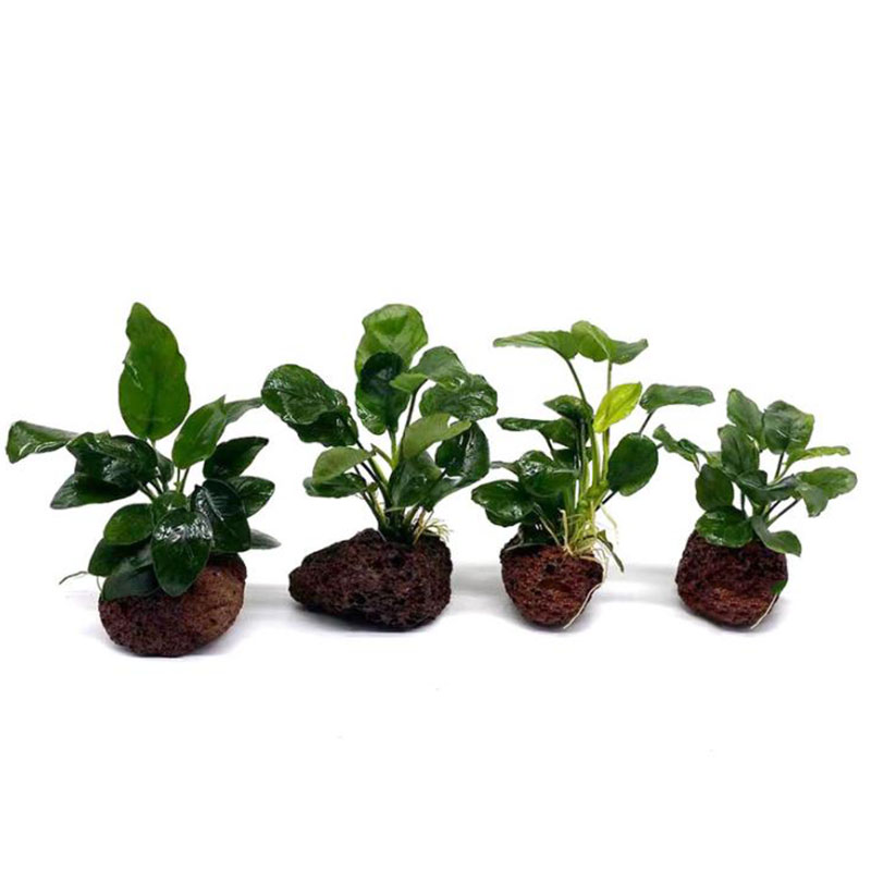 Volcanic Aquarium Decoration F - Aquarium Plant Live recension och pris