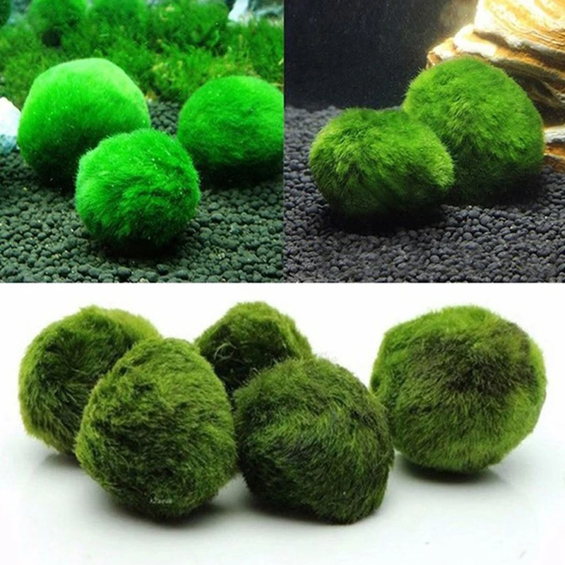 1Pcs 3-4cm Moss Balls Live Aqu - Planted Aquarium Maintenance recension och pris