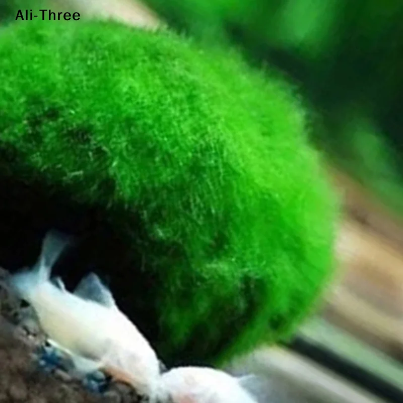 1Pcs 3-4cm Moss Balls Live Aqu - Planted Aquarium Maintenance recension och pris