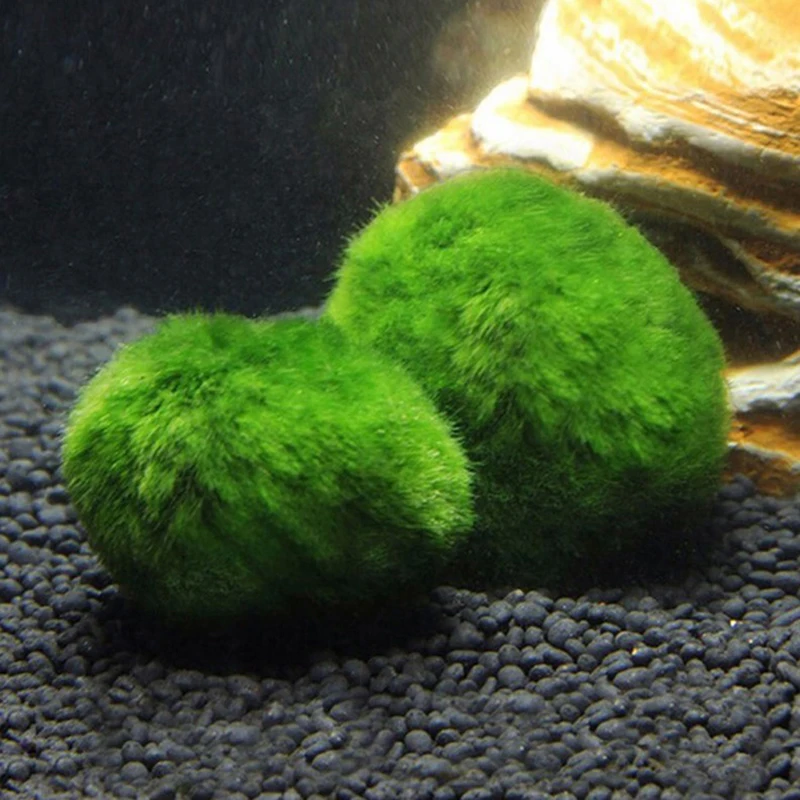 1Pcs 3-4cm Moss Balls Live Aqu - Planted Aquarium Maintenance recension och pris