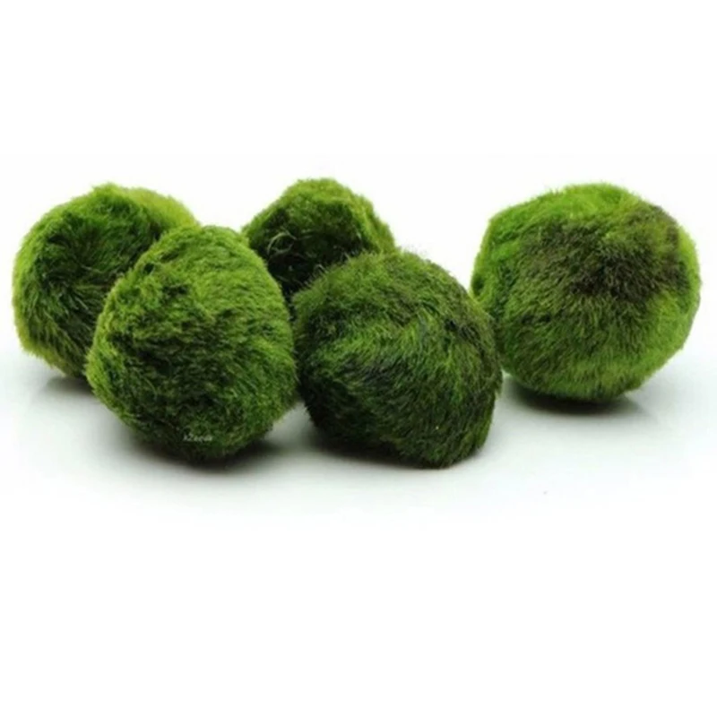 1Pcs 3-4cm Moss Balls Live Aqu - Planted Aquarium Maintenance recension och pris