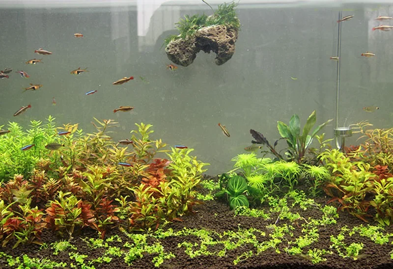 3pcs/lot Avatar Floating Real  - Aquarium Plants For Sale recension och pris