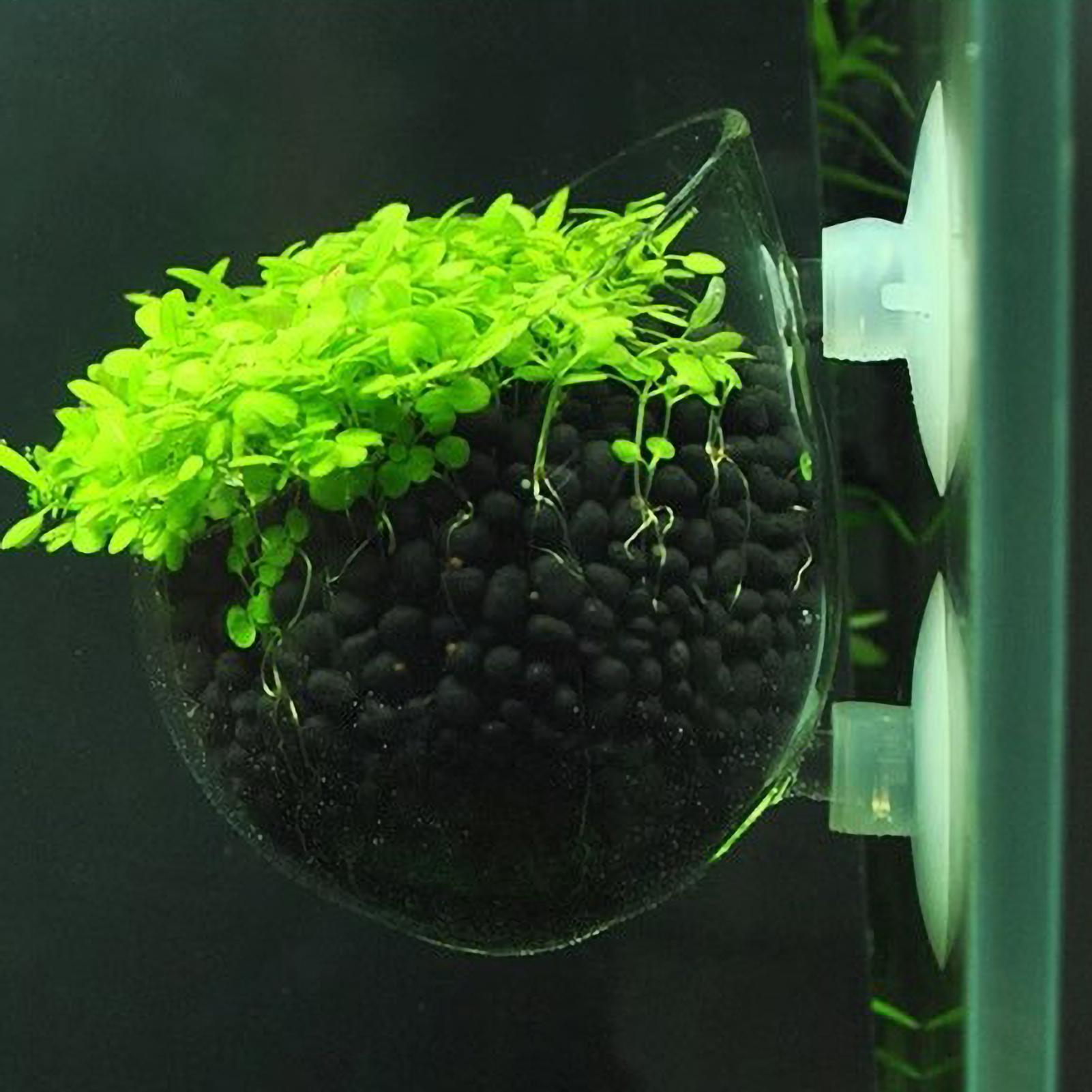 Aquarium Plant Holder Glass Aq - Planted Aquarium Maintenance recension och pris