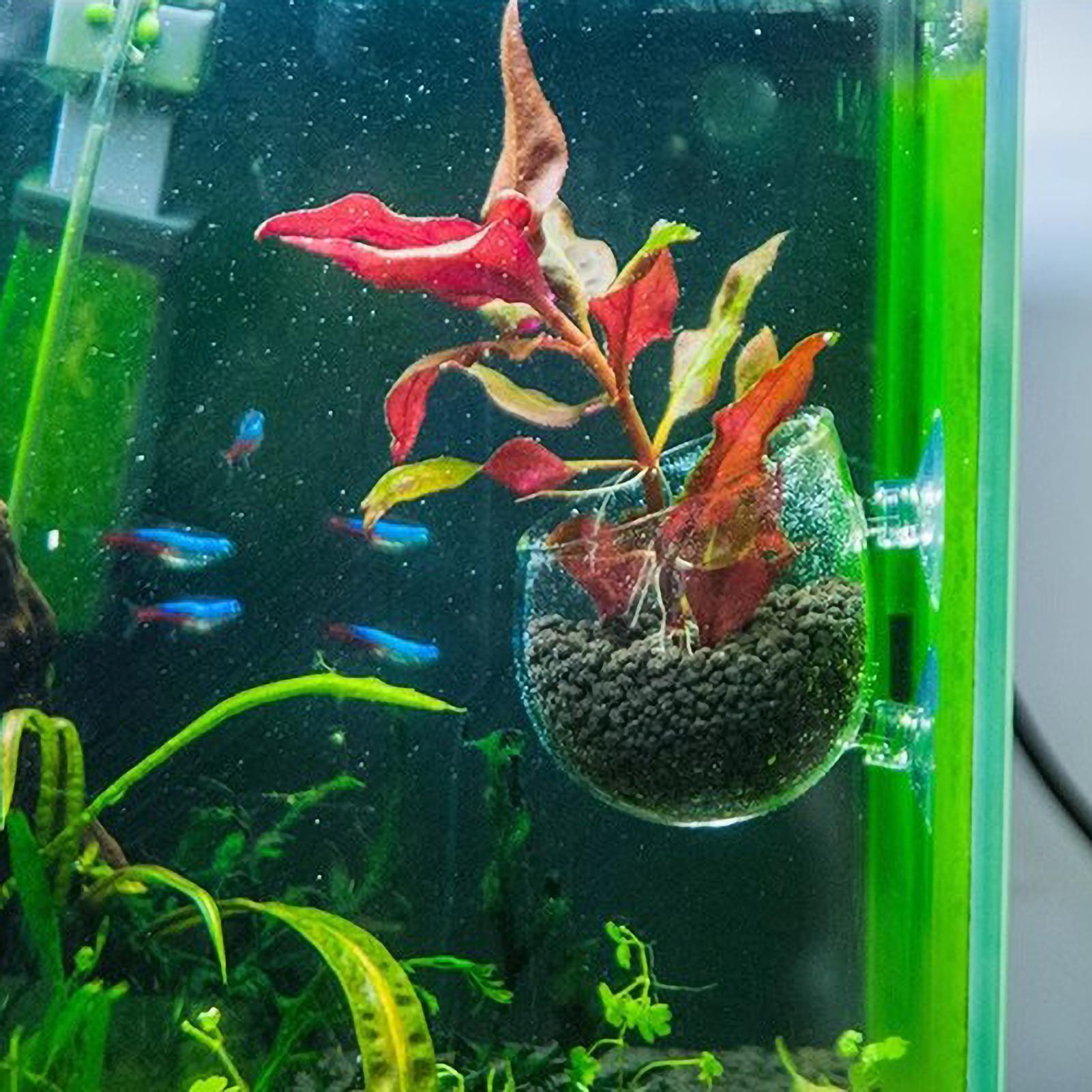Aquarium Plant Holder Glass Aq - Planted Aquarium Maintenance recension och pris
