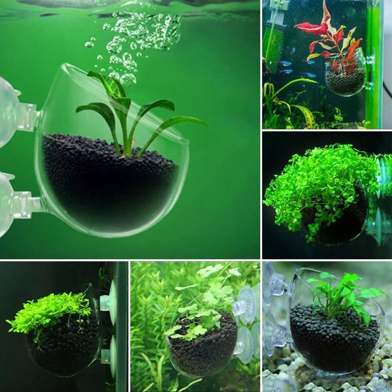 Acrylic Aquatic Plant Cup Aqua - Aquarium Plant Seeds recension och pris