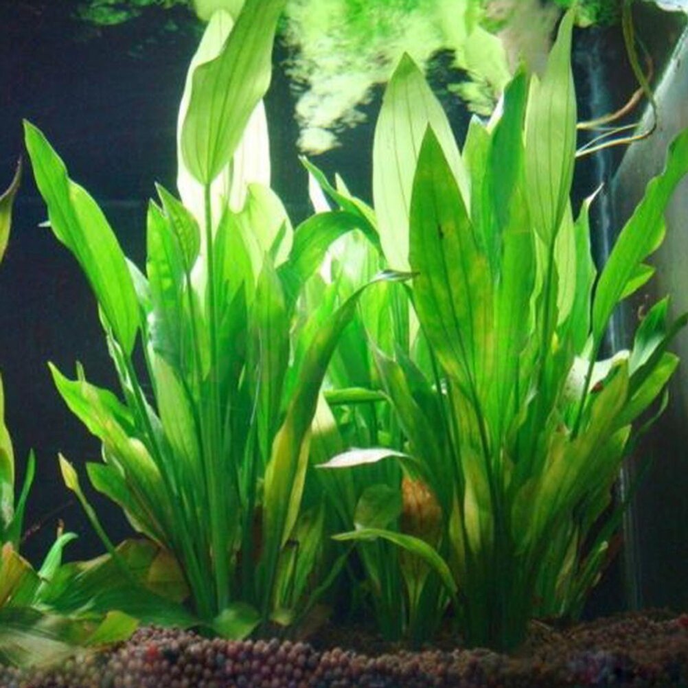 15cm Artificial Aquarium Decor - Aquarium Plant Live recension och pris