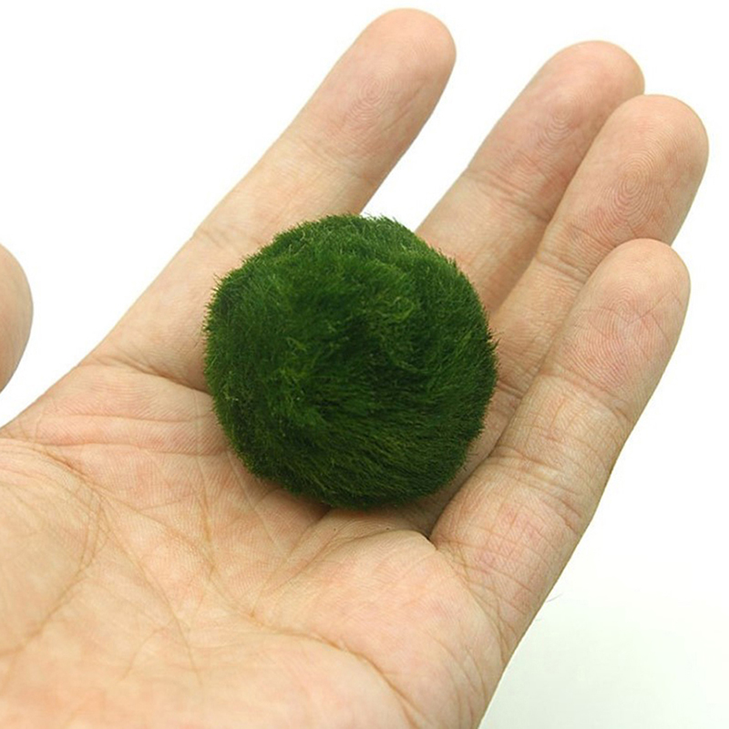 Marimo Moss Balls Live Aquariu - Planted Aquarium Maintenance recension och pris