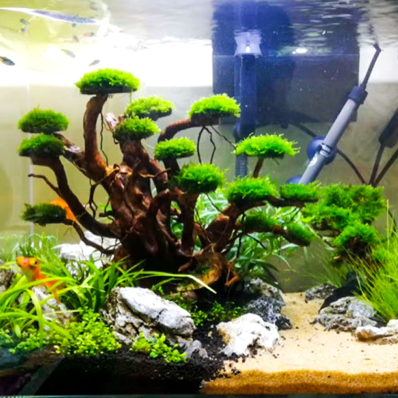Aquarium Landscaping Moss Tree - Aquarium Plant Design recension och pris