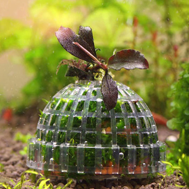 【B】Aquatic Pet Supplies Decora - Aquarium Plant Live recension och pris